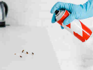 平洲杀虫灭鼠公司办公室灭蟑螂适合用什么药