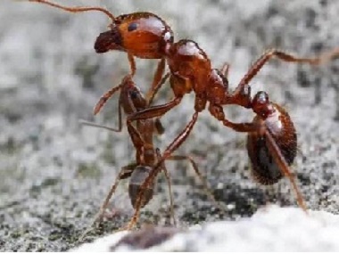 南海杀白蚁公司专业消杀蚁害灭治厨房的蚂蚁方法有哪些