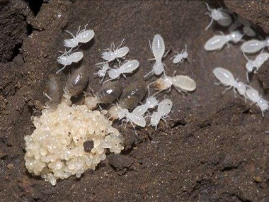 佛山预防白蚁公司洪涝过后白蚁危害严重，如何有效灭治白蚁