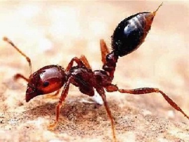 官窑白蚁防治公司发现红火蚁的正确处理方法