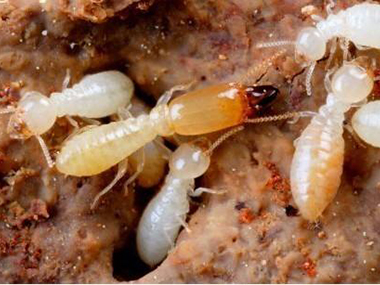 小塘专业灭白蚁公司白蚁的危害，以及白蚁防治方法介绍