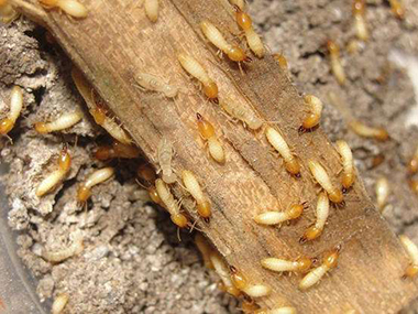 大沥白蚁防治中心杉木预防白蚁危害用什么方法
