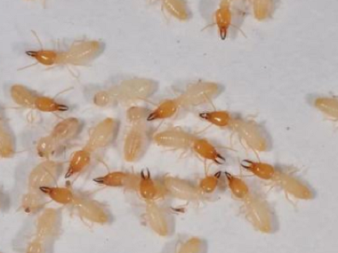丹灶灭治白蚁认识一下白蚁的危害以及白蚁的特性