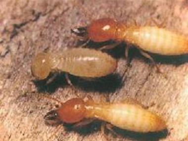 狮山治白蚂蚁公司发现蚁害如何进行白蚁的防治