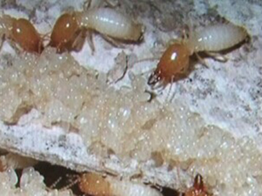 里水白蚁防治中心白蚁的寿命有多长，白蚁怎么繁殖