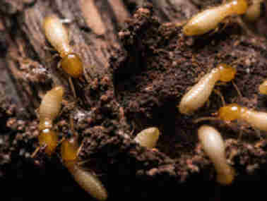 盐步白蚁预防公司白蚁预防和灭治通常主要分为四点