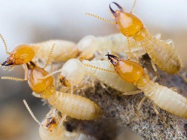 南海白蚁公司买的白蚁药片为什么不能消灭白蚁