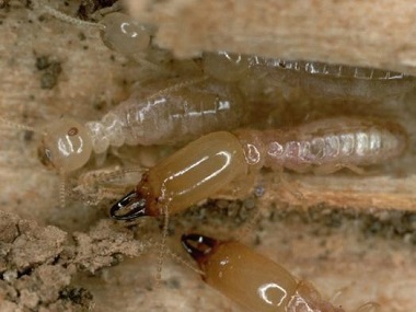 南海白蚁备案公司：白蚁巢穴平时的气温、温度