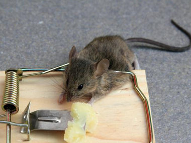 平洲杀虫灭鼠站灭鼠防鼠，如何做好环境防治