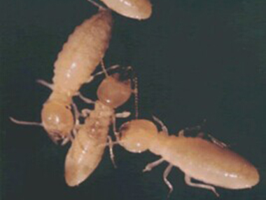 里水验收白蚁机构家庭室内防治白蚁的方法
