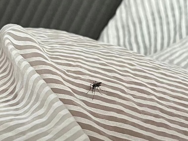 里水控制蚊虫机构居家驱蚊关键在“选对方法”