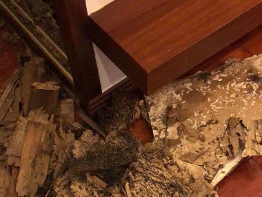 狮山验收白蚁机构白蚁除了吃木头还吃什么