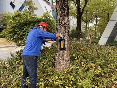 罗村治白蚁机构怎么自查树木白蚁受害迹象